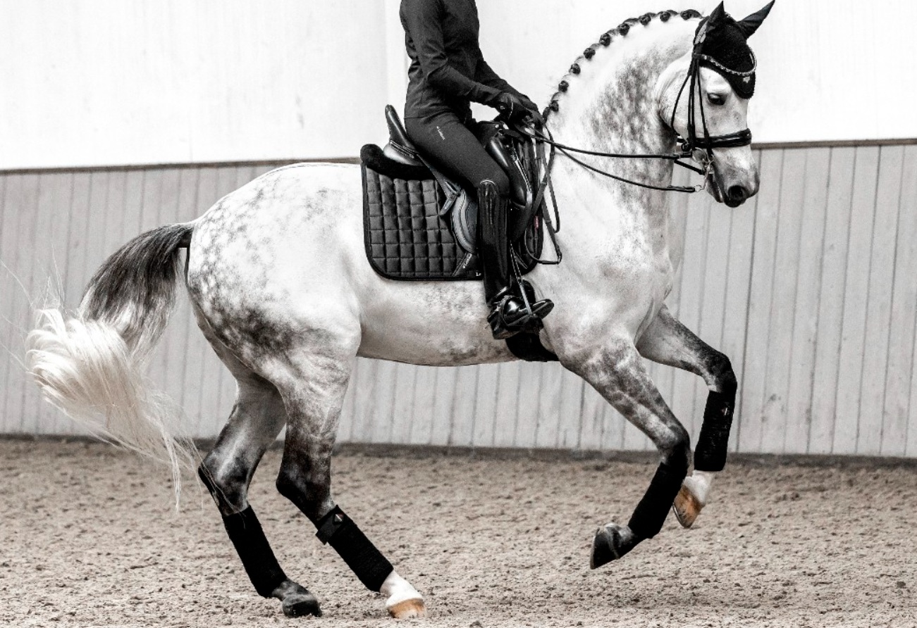 Вальтрап выездковый LeMieux Loire Satin